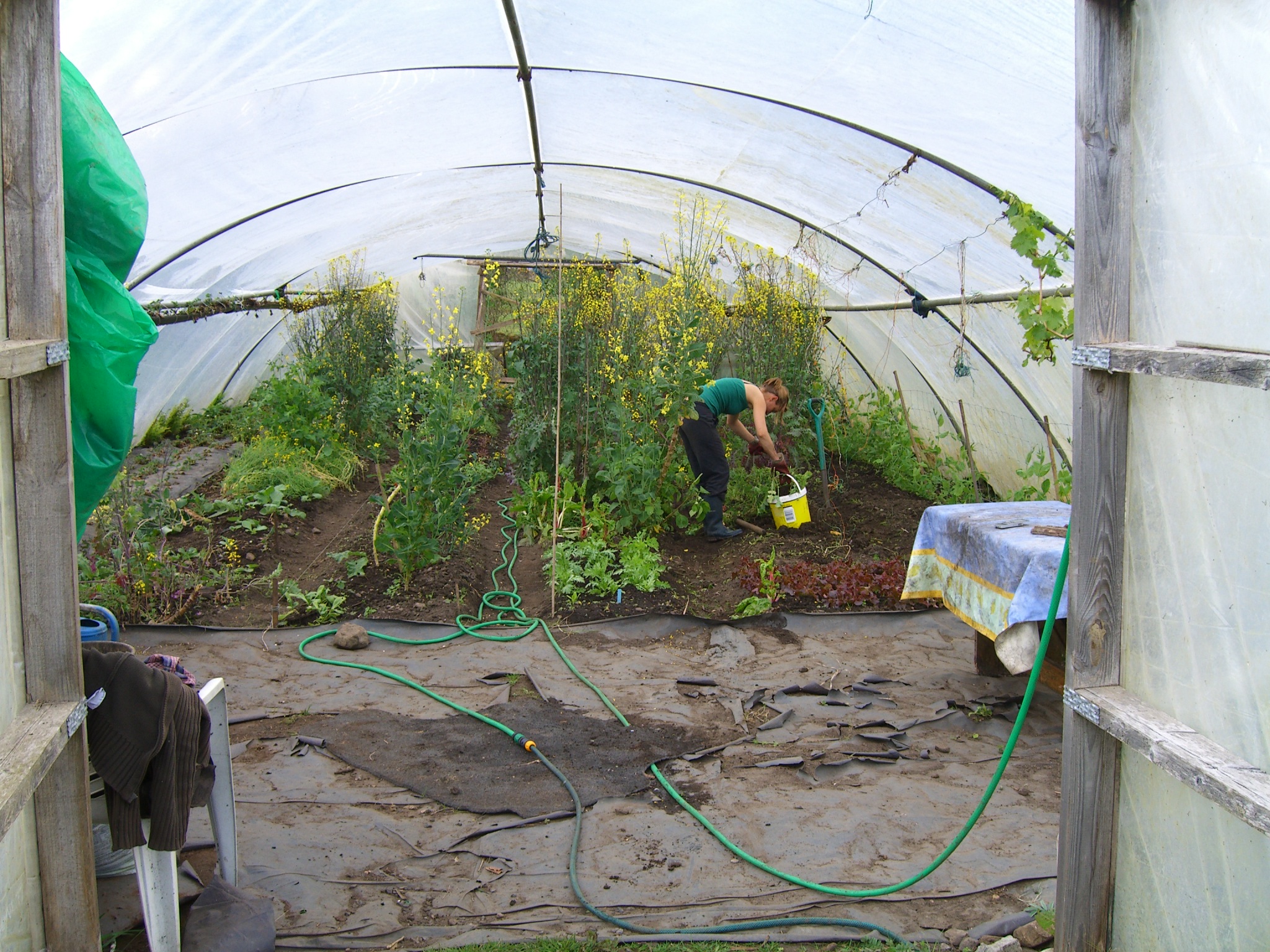 watering the poly tunnel