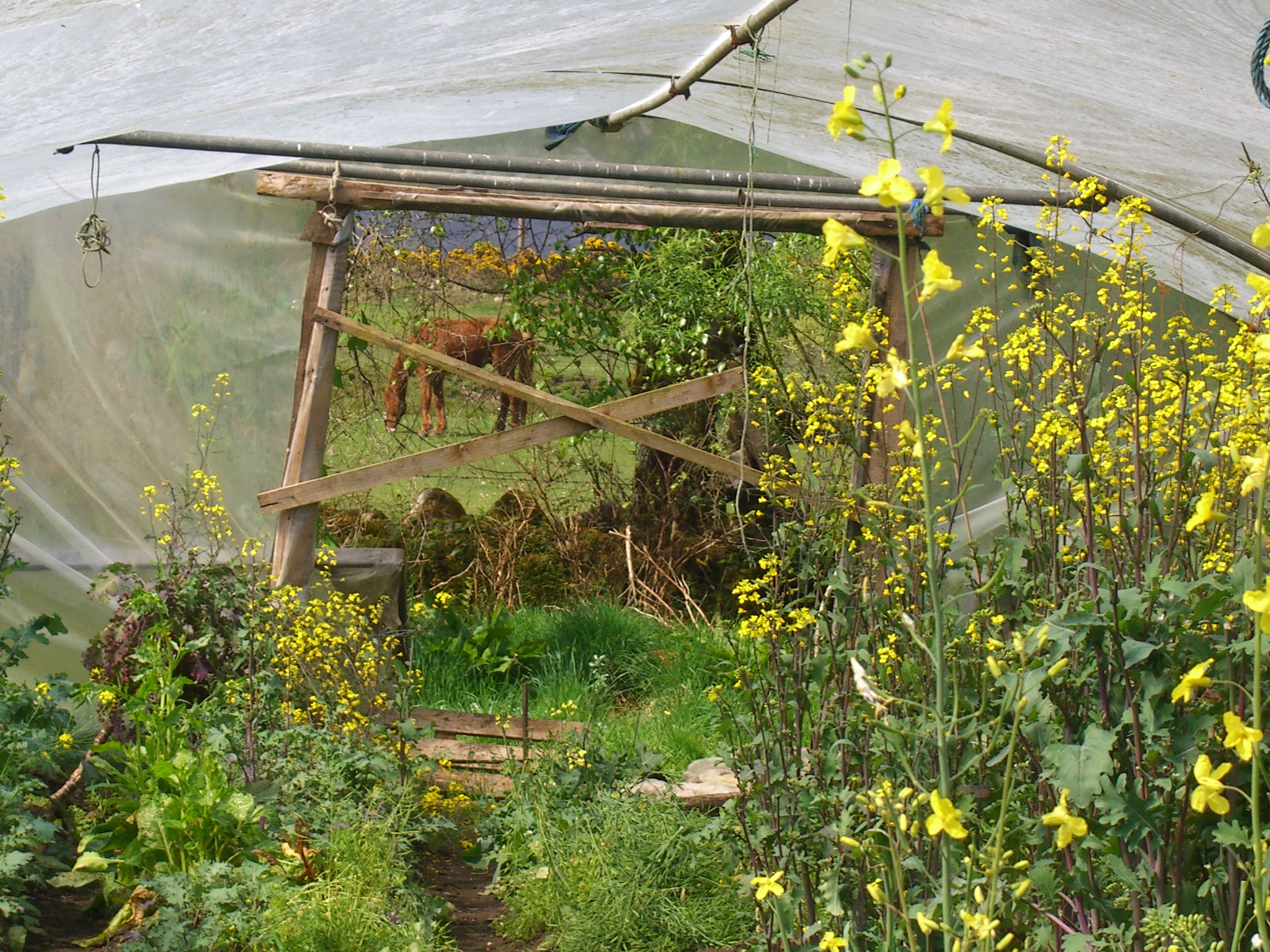 horse behind the poly tunnel
