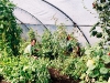 Krsnadeva and Willa working in the poly tunnel