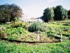 patches of vegetables and flowers