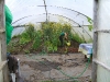 watering the poly tunnel