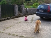Prince Florian the neighbour\'s dog and our little guest Laila