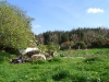 compost piles (left) and our planted pine forest in the distance