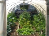 inside poly tunnel