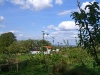 A view through the young orchard